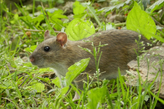 Invasions biologiques : une facture silencieuse de plusieurs milliards pour l’économie marocaine