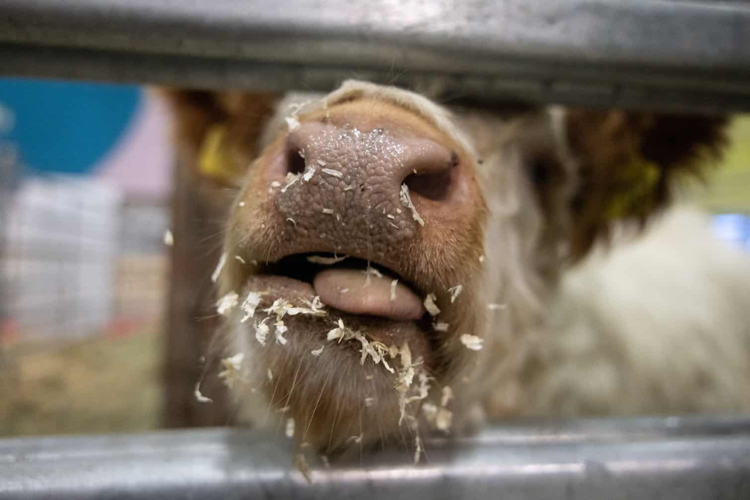 100th Green Week Agricultural Trade Fair