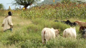 CATTLE-1068x709-1.png