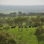 Latoto-National-Park-in-Tore-Payam-.png