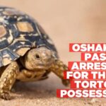 Oshakati-pastor-arrested-for-theft-tortoise-possession-Informante-Image-workspace-1024x677.jpg
