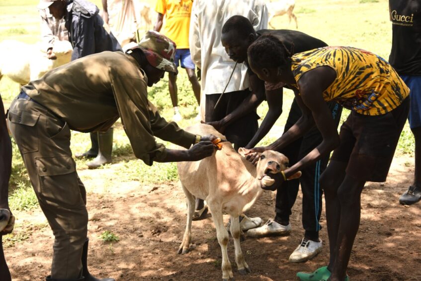Treating-livestock-in-Kassangor-2-847x565.jpeg
