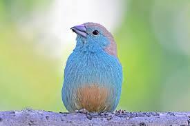 blue-waxbills.jpg