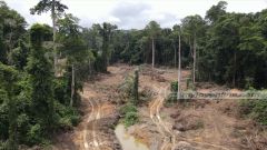 Gov’t officially lays L.I. to revoke controversial mining in forest reserves (L.I. 2462)