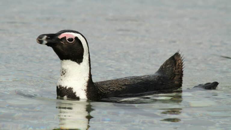 African-Penguin-768x432-1.jpg