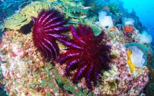 crown-of-thorns-starfish_cots_Acanthaster-planci_culling_save-reefs_1-e1764578285798.jpg