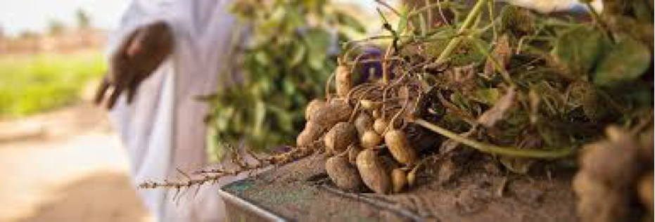 groundnut-dv.png