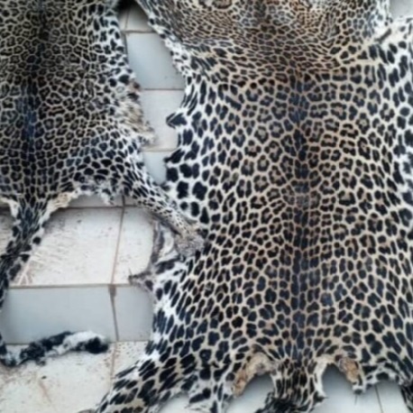 Peaux_Pantheres28012026.jpg